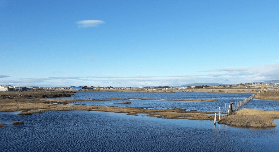 Wetlands with birds near Punta Arenas at Humedal Tres Puentes